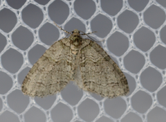 Trichopteryx veritata