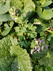 Corydalis pumila