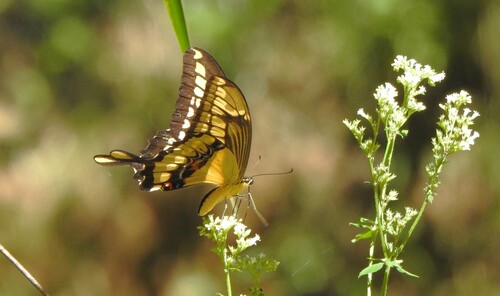 Thoas Swallowtail