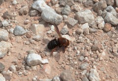 Megachile sicula