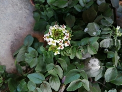 Nasturtium officinale