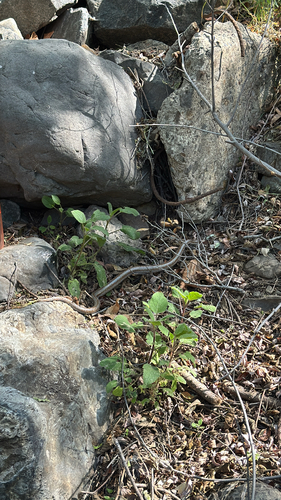 Coastal Rosy Boa