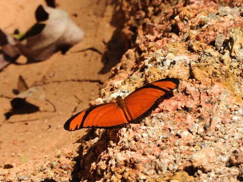 Dryas iulia alcionea