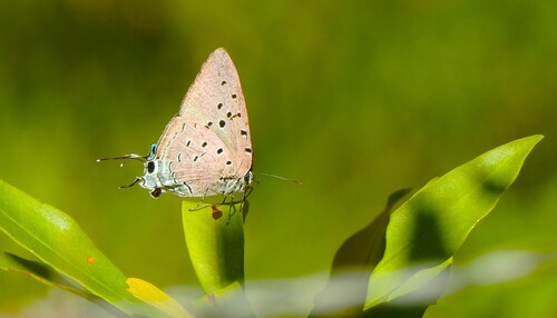 Marsyas Hairstreak