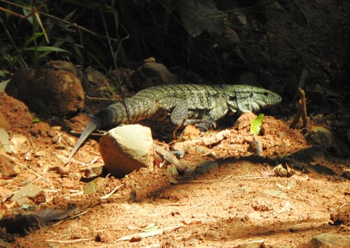 Argentine Black-and-white Tegu