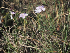 Dianthus thunbergii