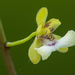 Eulophia lonchophylla - Photo (c) Rkitko,  זכויות יוצרים חלקיות (CC BY-SA)