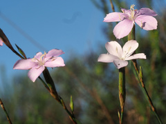 Dianthus thunbergii