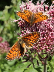 Melitaea parthenoides