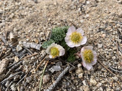 Ranunculus andersonii
