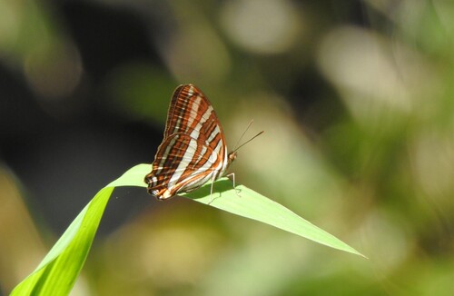 Adelpha syma