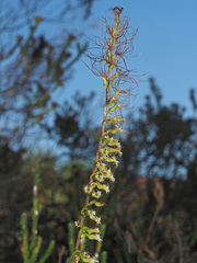 Holothrix burchellii