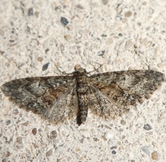Eupithecia cocciferata
