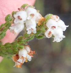 Erica oreotragus