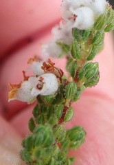 Erica oreotragus