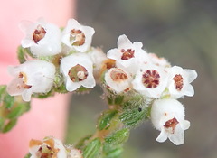 Erica oreotragus