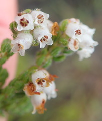Erica oreotragus