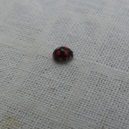 Orange-spotted Lady Beetle photo 2
