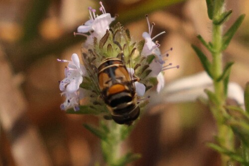 Unknown species found near Osceola County, FL, USA
