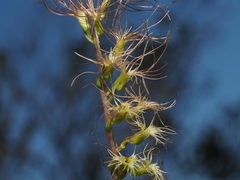Holothrix burchellii