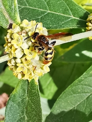 Xanthocampsomeris completa