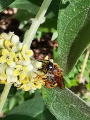 Xanthocampsomeris completa