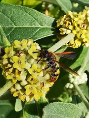 Xanthocampsomeris completa