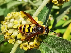 Xanthocampsomeris completa