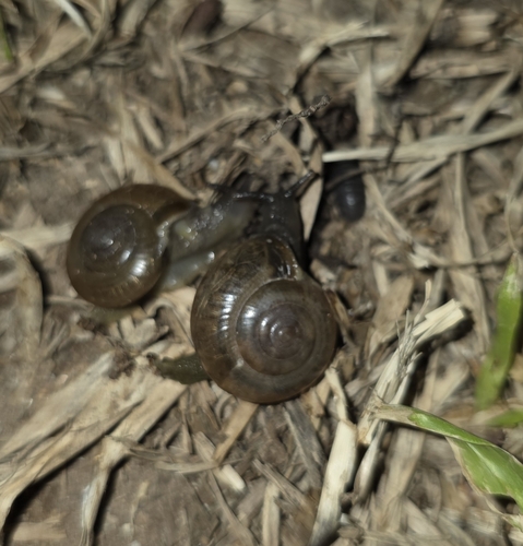 Tanychlamys indica