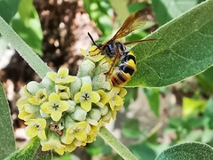 Xanthocampsomeris completa