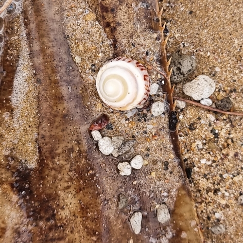 Bembicium nanum