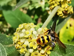 Xanthocampsomeris completa