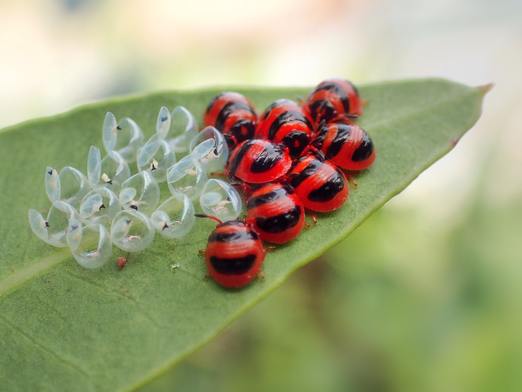 True Bugs