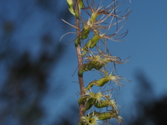 Holothrix burchellii