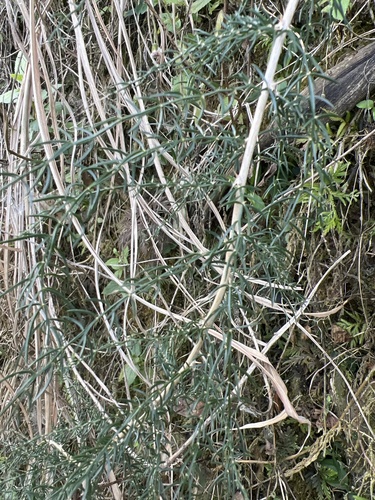 Wild Asparagus (Asparagus cochinchinensis)
