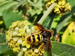 Xanthocampsomeris completa