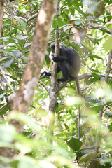 Semnopithecus vetulus