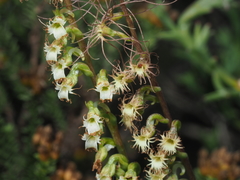 Holothrix burchellii