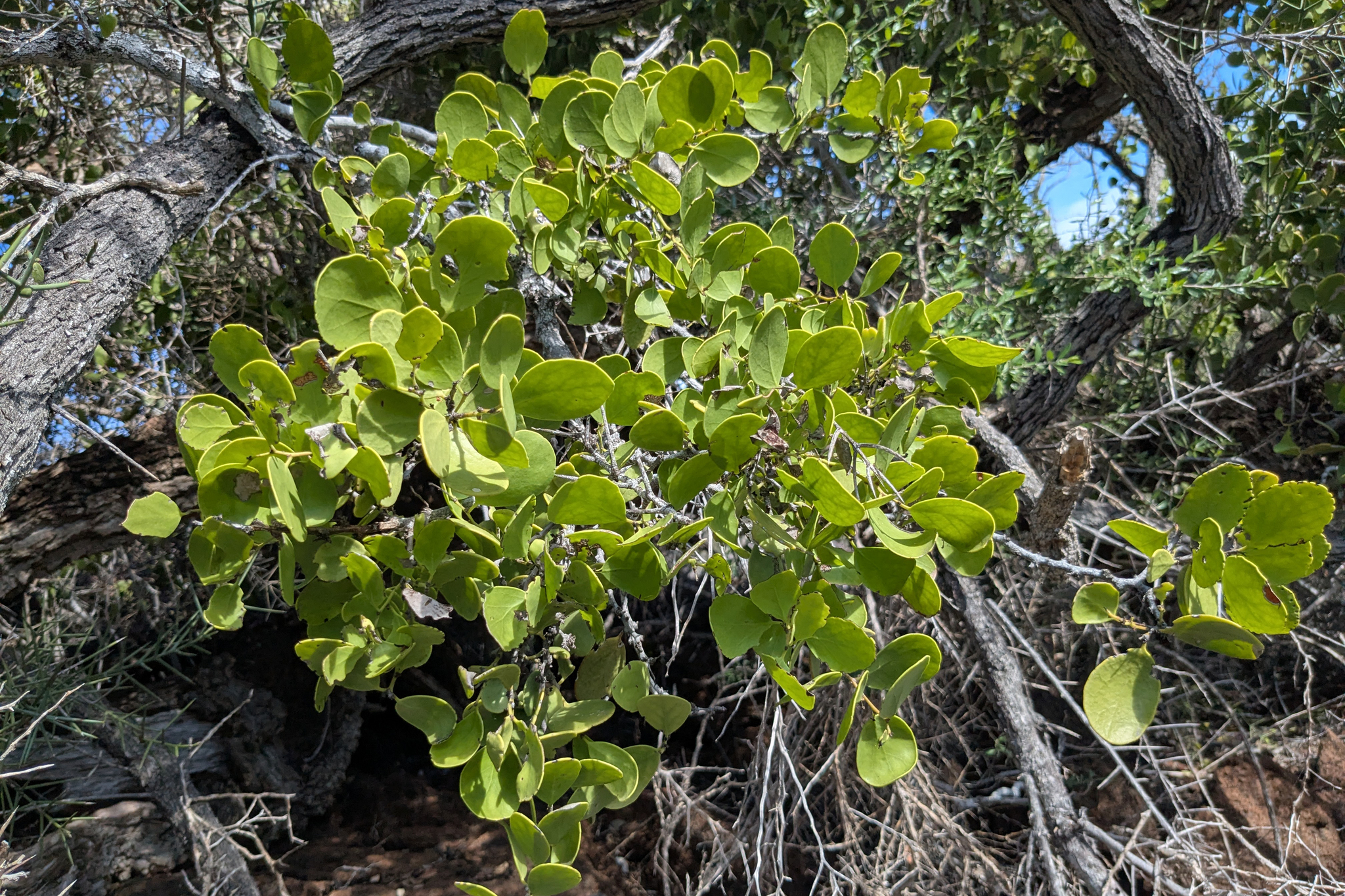 Galápagos Leatherleaf (Maytenus octogona)