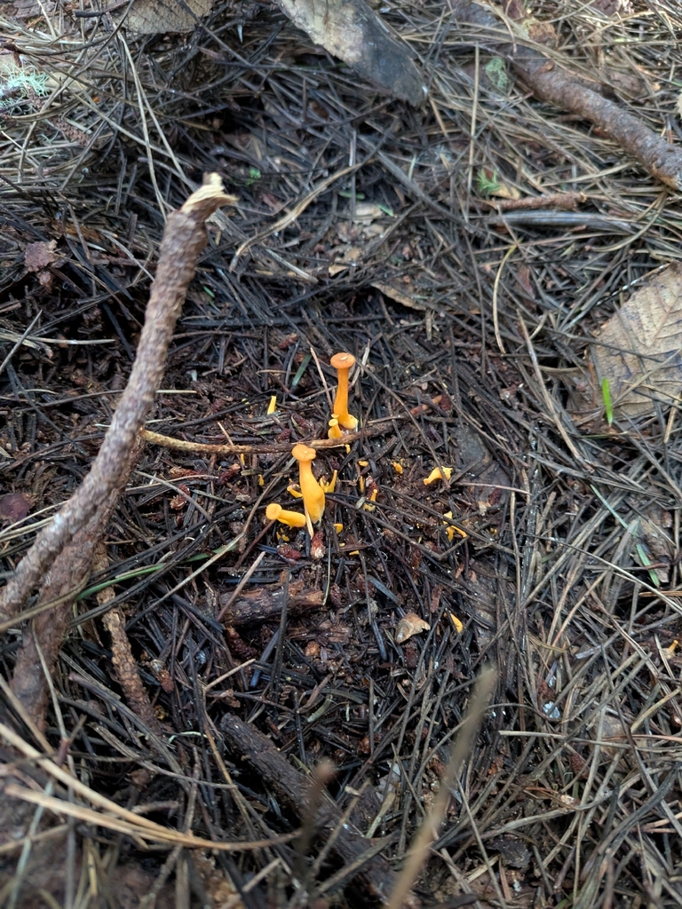 Craterellus tubaeformis · March 2026 · photo: © ettijay (iNaturalist, cc0)