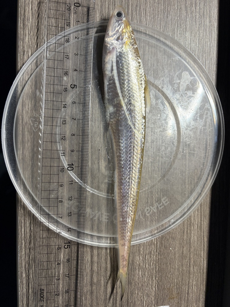 Anchovies (Coilia nasus) — Engraulidae