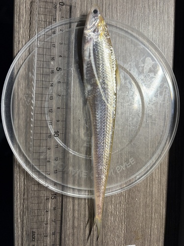Anchovies (Coilia nasus) — Engraulidae