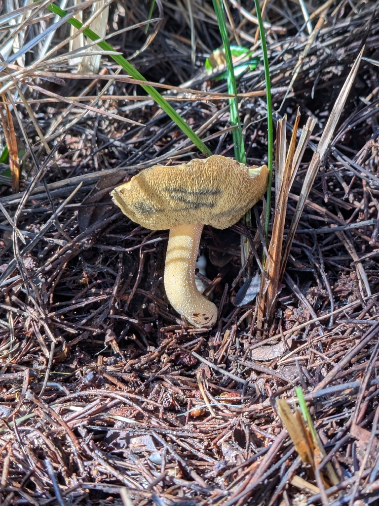 Suillus tomentosus · March 2026 · photo: © ettijay (iNaturalist, cc0)