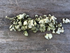 Schizophyllum commune