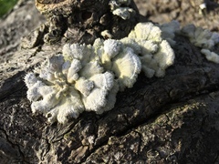 Schizophyllum commune