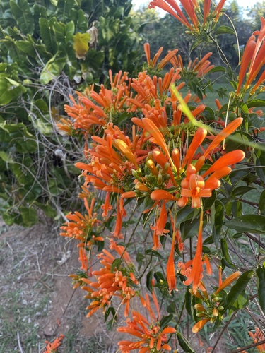 Pyrostegia venusta