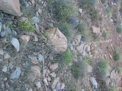 Asphodelus cerasiferus