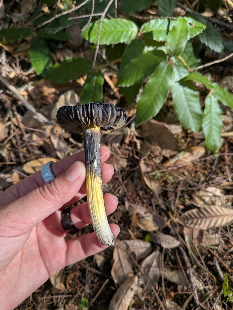 Hygrocybe singeri · January 2026 · photo: © ettijay (iNaturalist, cc0)