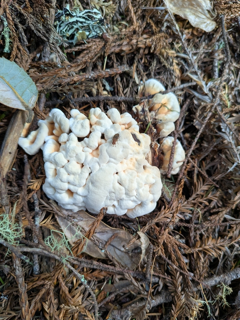 Hydnellum