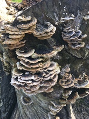 Trametes versicolor